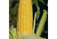 Уокер F1 - кукурудза цукрова,  (Lark Seeds) фото, цiна